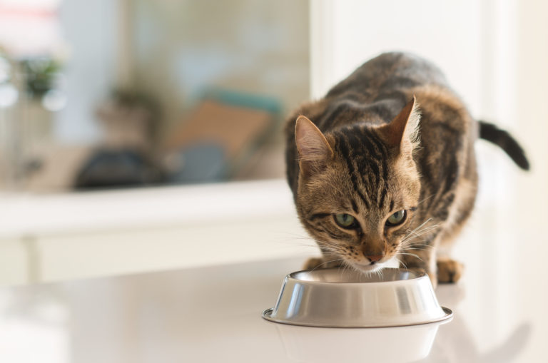 Taurin für Katzen Katze frisst aus einem Napf