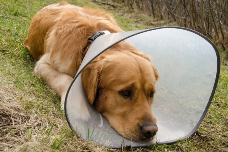 Golden Retriever mit Schutzhalsband