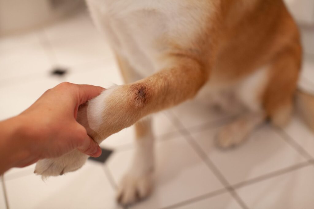 kontakt Cafe Uredelighed Hot Spot beim Hund: Symptome & Behandlung | zooplus Magazin