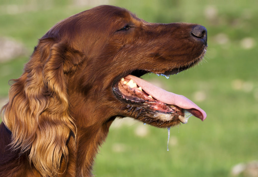 Zwingerhusten beim Hund Symptome & Behandlung