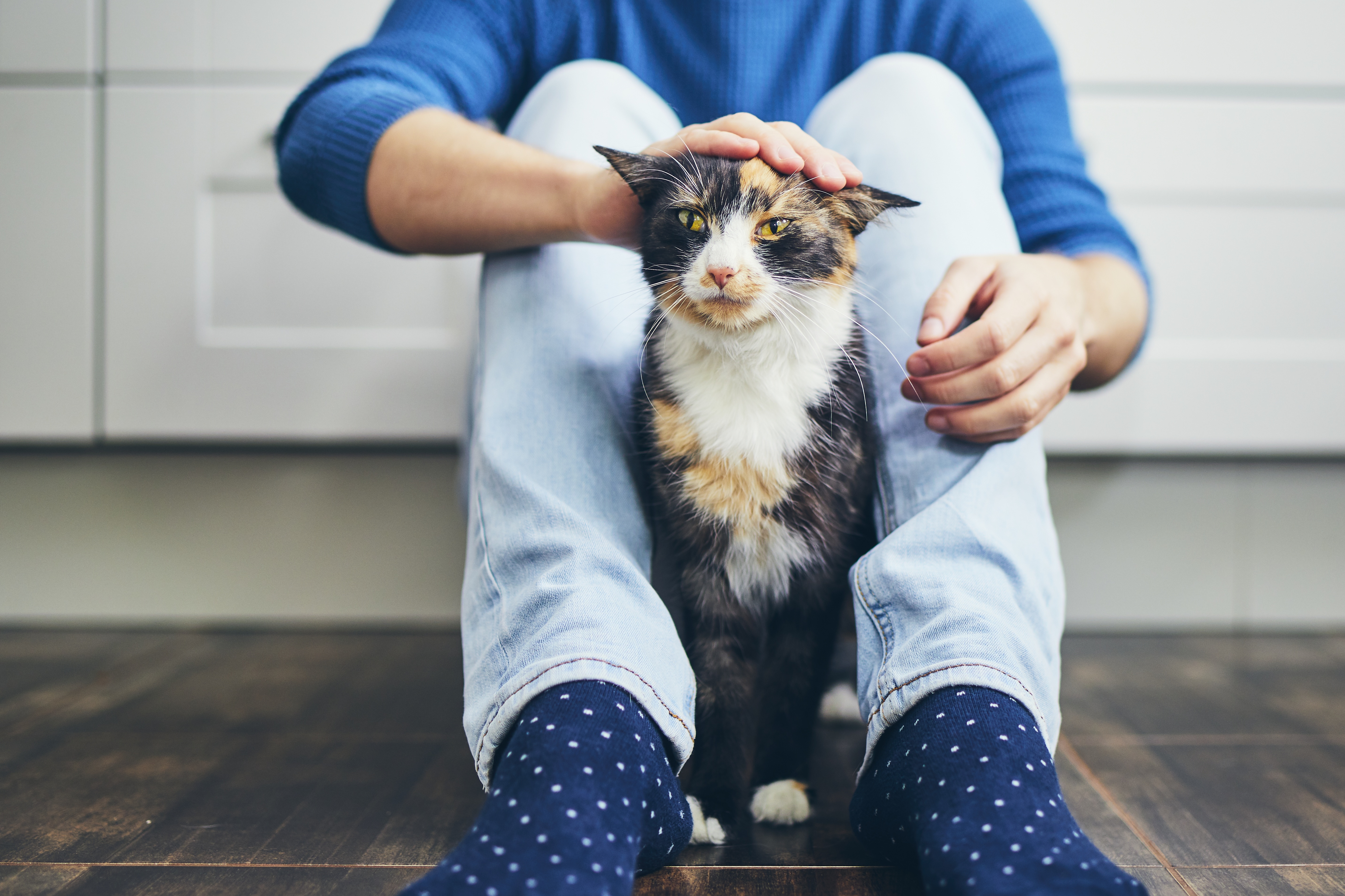 katze sozialisieren