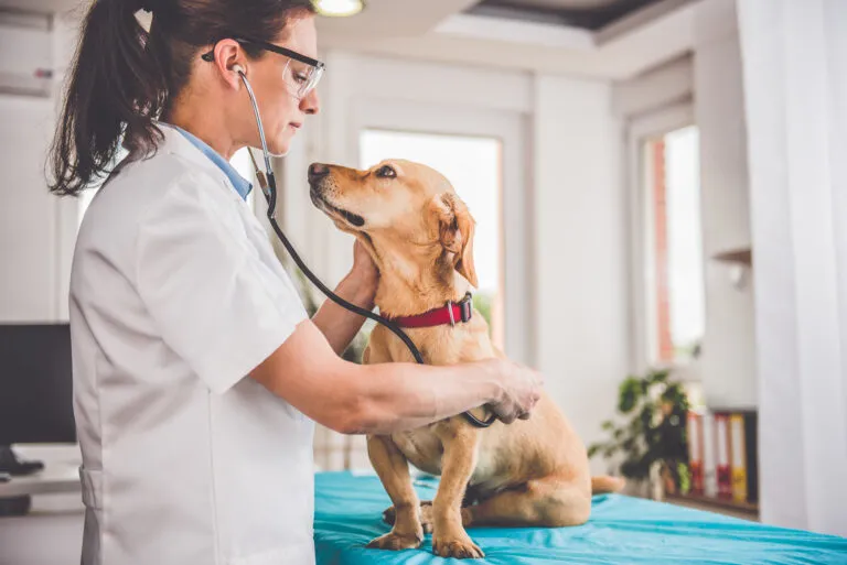 Addison-Krankheit beim Hund