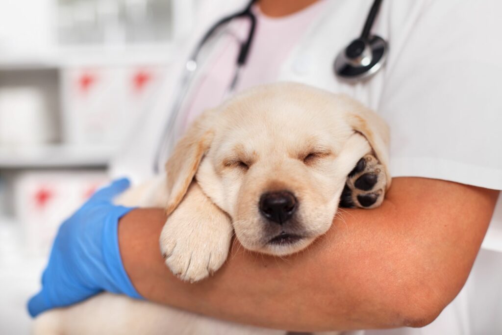 Staupe beim Hund Symptome, Ursachen, Behandlung