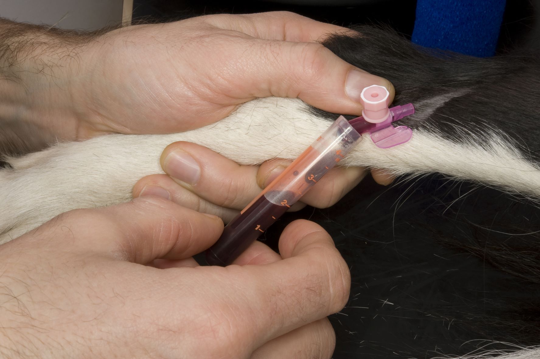 Morbus Addison beim Hund Symptome und Therapie zooplus Magazin