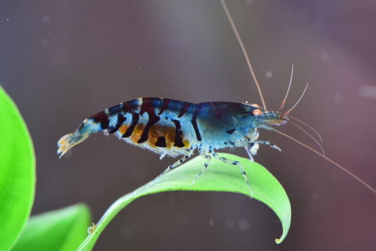 Blaue Tigergarnele mit orangenen Augen tragend auf Blatt