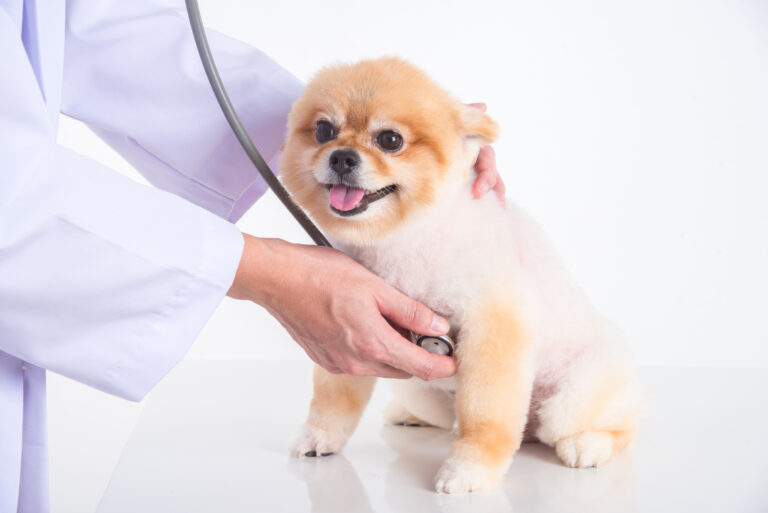 Hund von Tierarzt abgehört