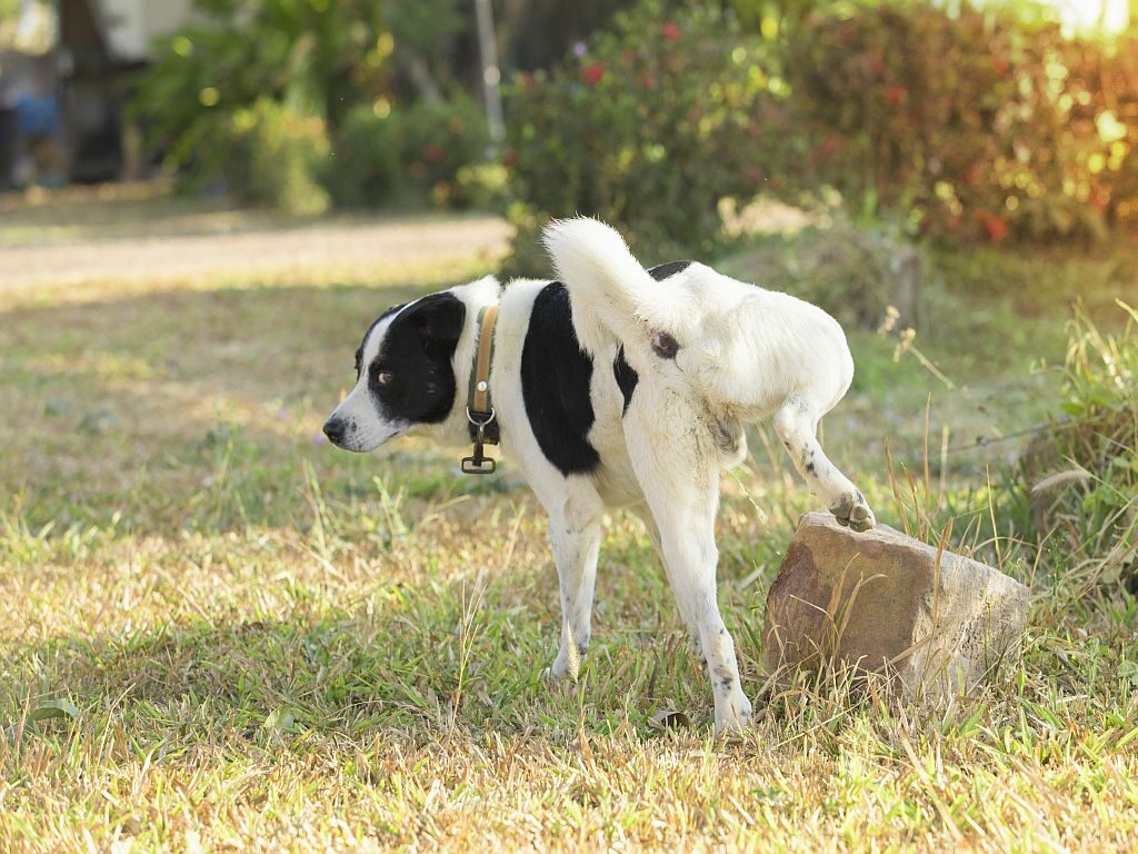 Inkontinenz beim Hund