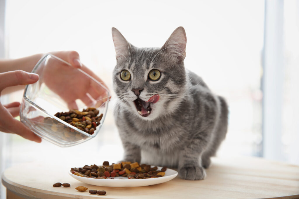 Kattenvoeding voor elke leeftijd