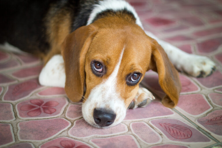 Leptospirose beim Hund