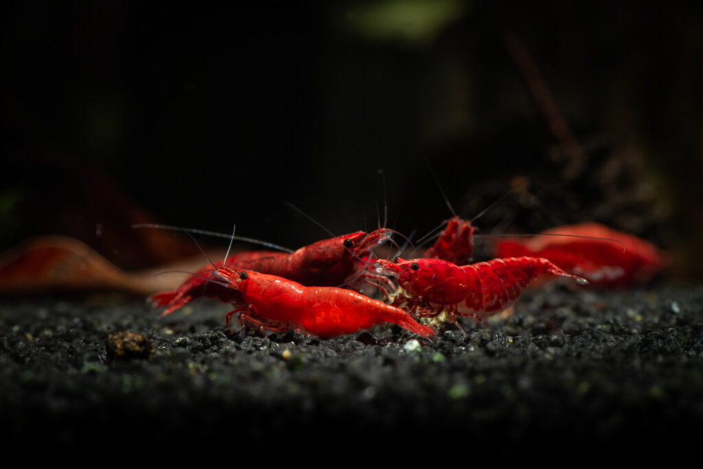 Neocaridina heteropoda