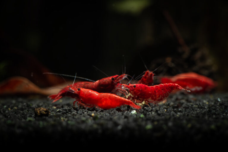 Red Fire Garnele Aussehen, Haltung & Zucht zooplus
