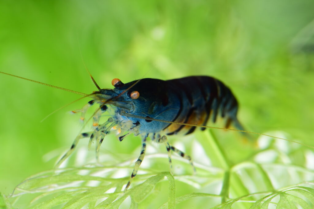 Tragende blaue Tigergarnele mit orangenen Augen