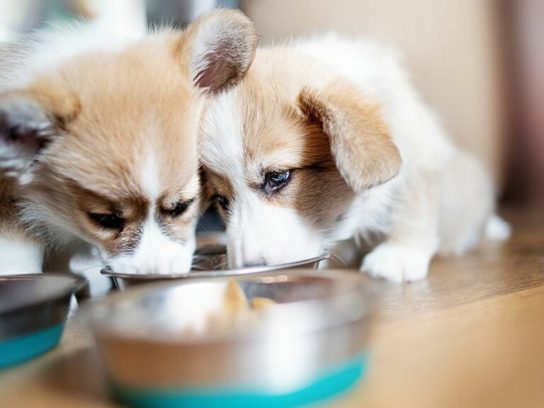 Welsh Corgi Pembroke Welpen fressen