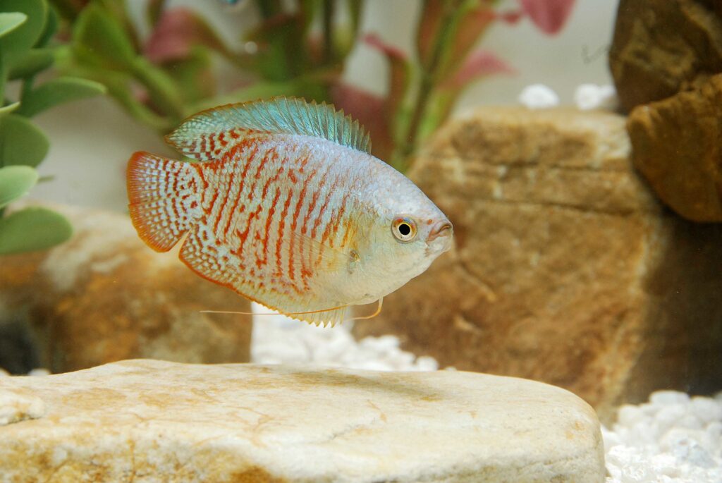 Zwergfadenfisch haltung im aquarium Zwergfadenfisch haltung im aquarium