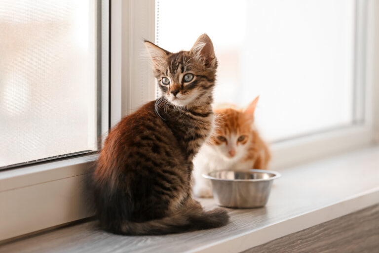 ab wann geben kätzchen kittenfutter