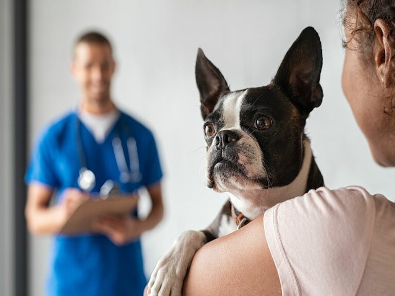 Lebererkrankung Beim Hund Symptome Behandlung