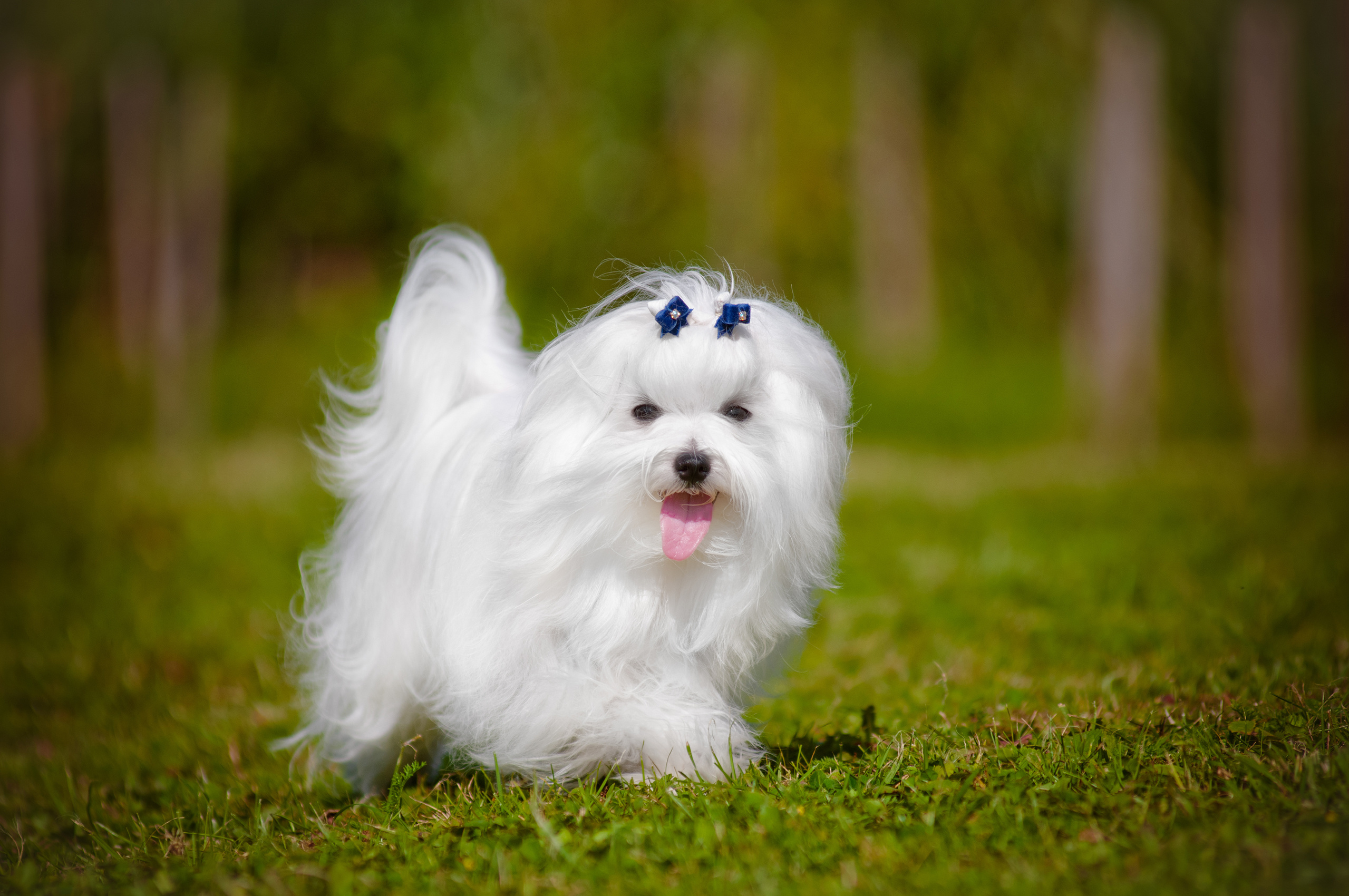 Bichon Maltais Tout Ce Qu Il Faut Savoir Magazine Zooplus Bichon Maltais Tout Ce Qu Il Faut Savoir Magazine Zooplus