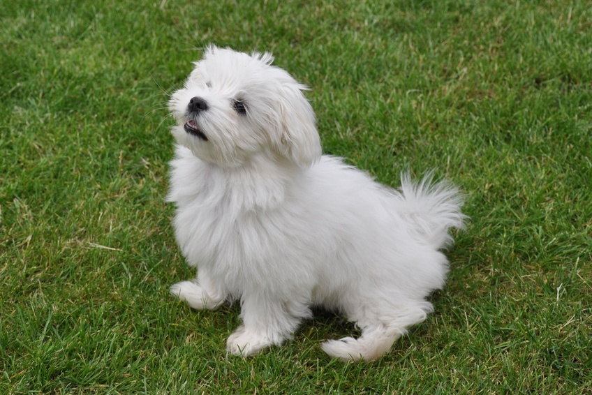 Bichon Maltais Tout Ce Qu Il Faut Savoir Magazine Zooplus Bichon Maltais Tout Ce Qu Il Faut Savoir Magazine Zooplus