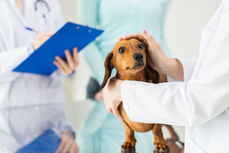 Tierarzt untersucht Hund auf Parvovirose