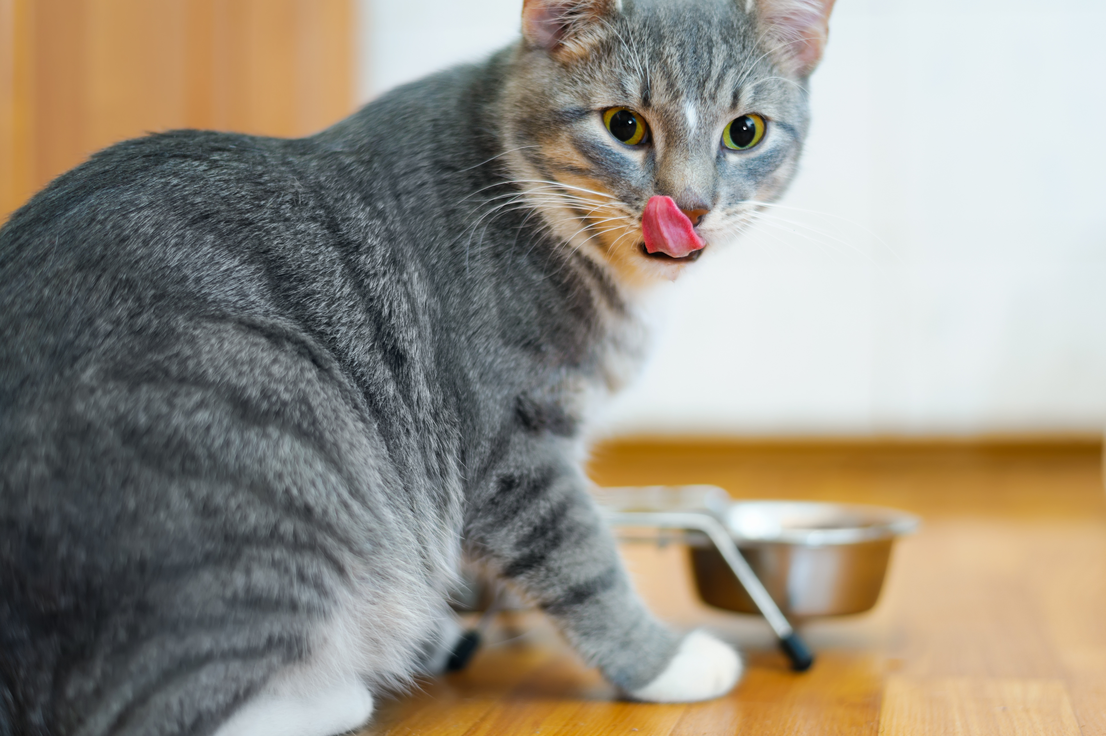 grau katze frisst tierarztfutter