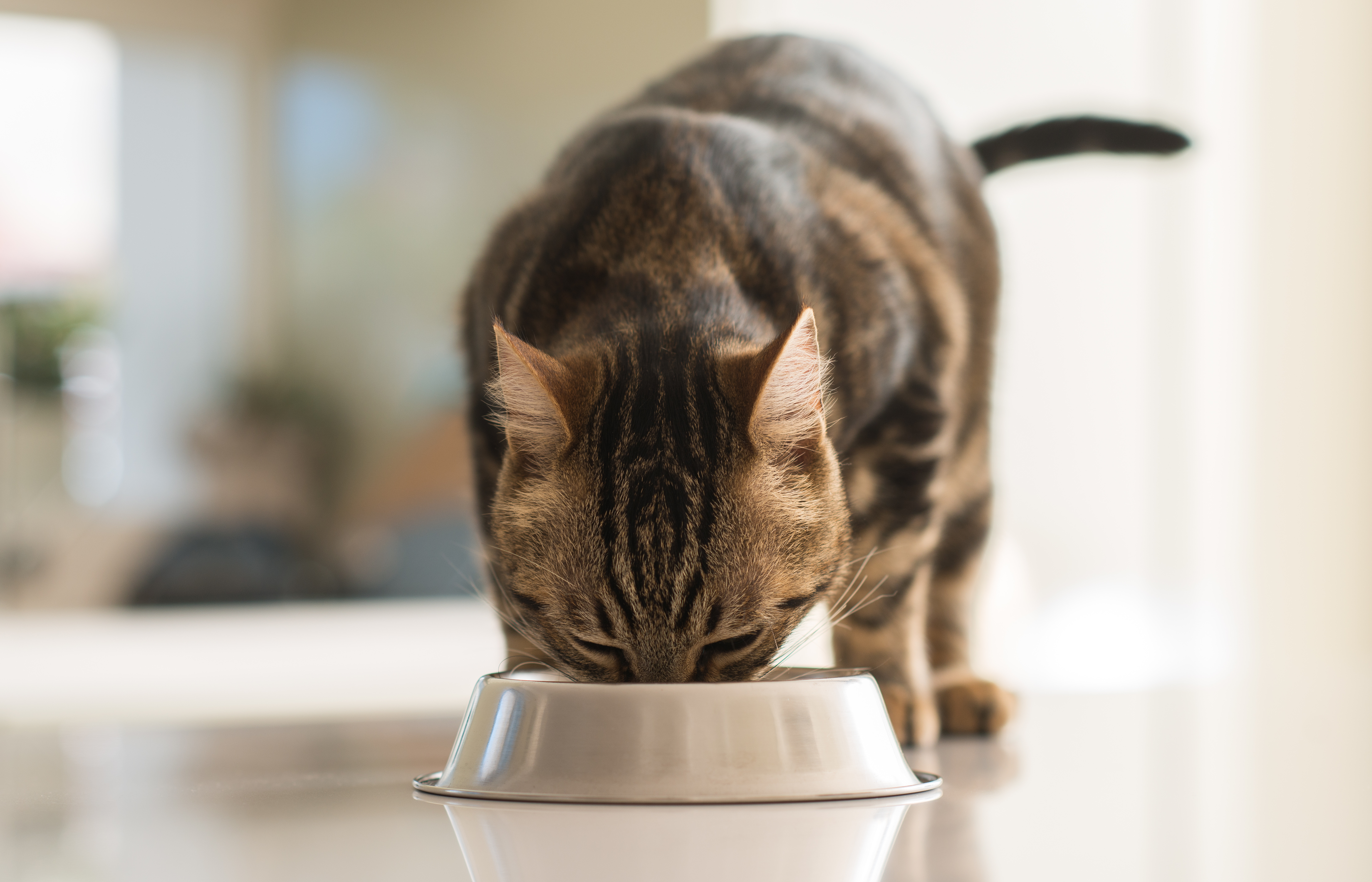 katzen diätfutter bei krankheiten