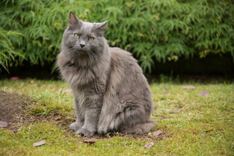 nebelung im grass