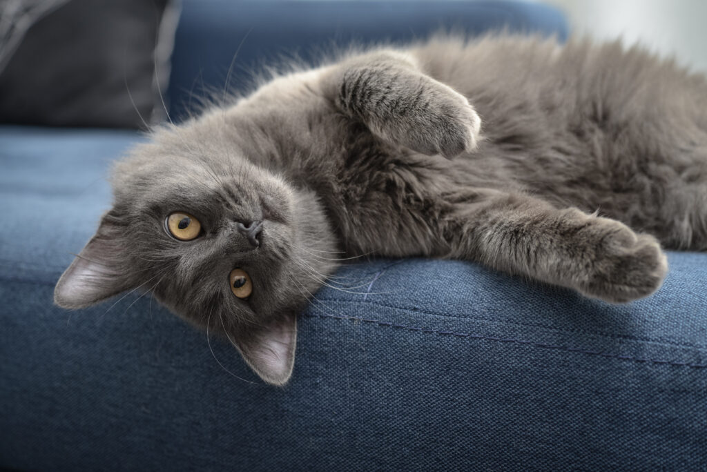 Nebelung (Katze) Charakter, Haltung & Pflege | zooplus