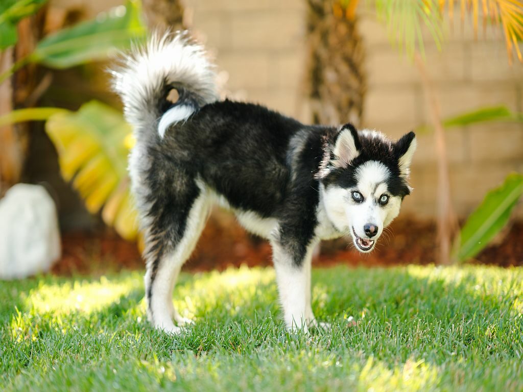 Pomsky: Charakter, Haltung & Pflege zooplus