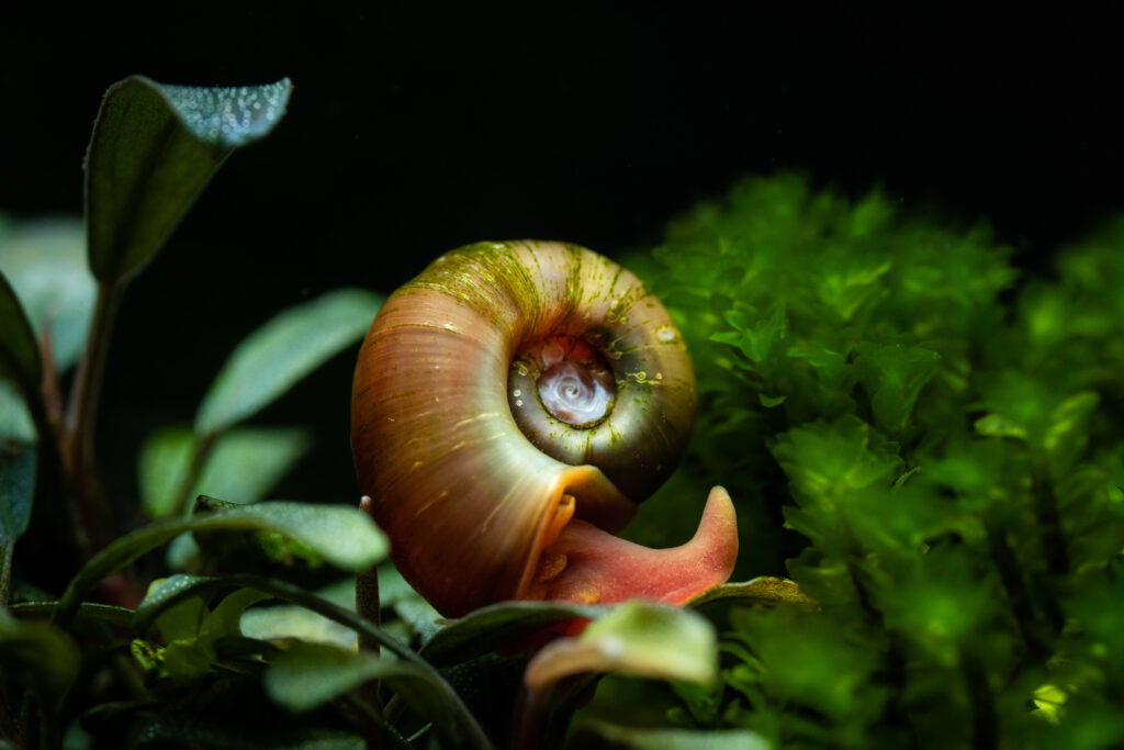 posthornschnecke im aquarium posthornschnecke im aquarium