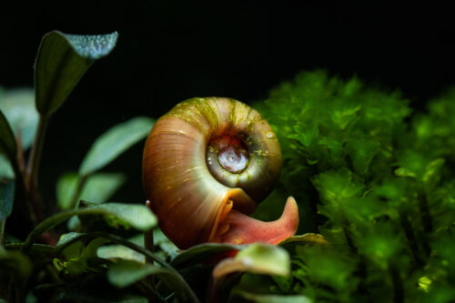 Posthornschnecke Haltung im Aquarium zooplus