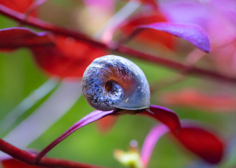 rosa posthornschnecke