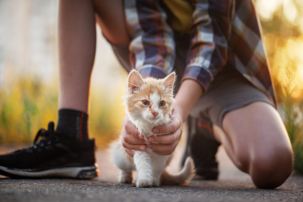 rote kitten zugelaufen