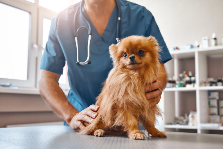 süß hund epilepsie tierarzt süß hund epilepsie tierarzt