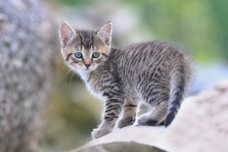 tabby katzenbaby zugelaufen