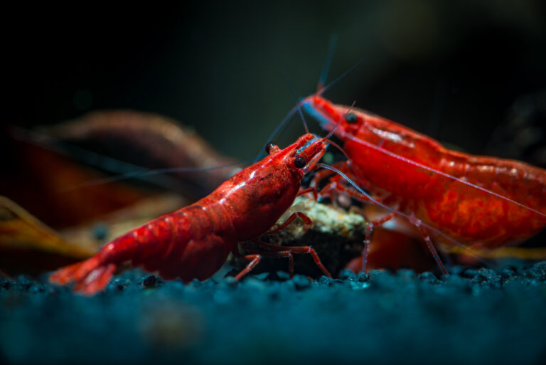 zwei red fire garnelen im aquarium