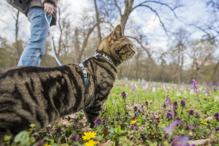 Leinentraining mit der Katze