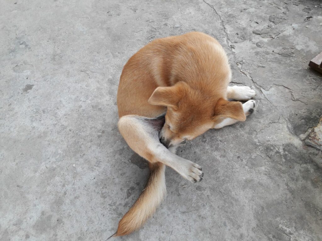 Hund Juckreiz Analdrüsen