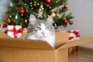 Weihnachtsgeschenke für Katzen: Die schönsten Ideen