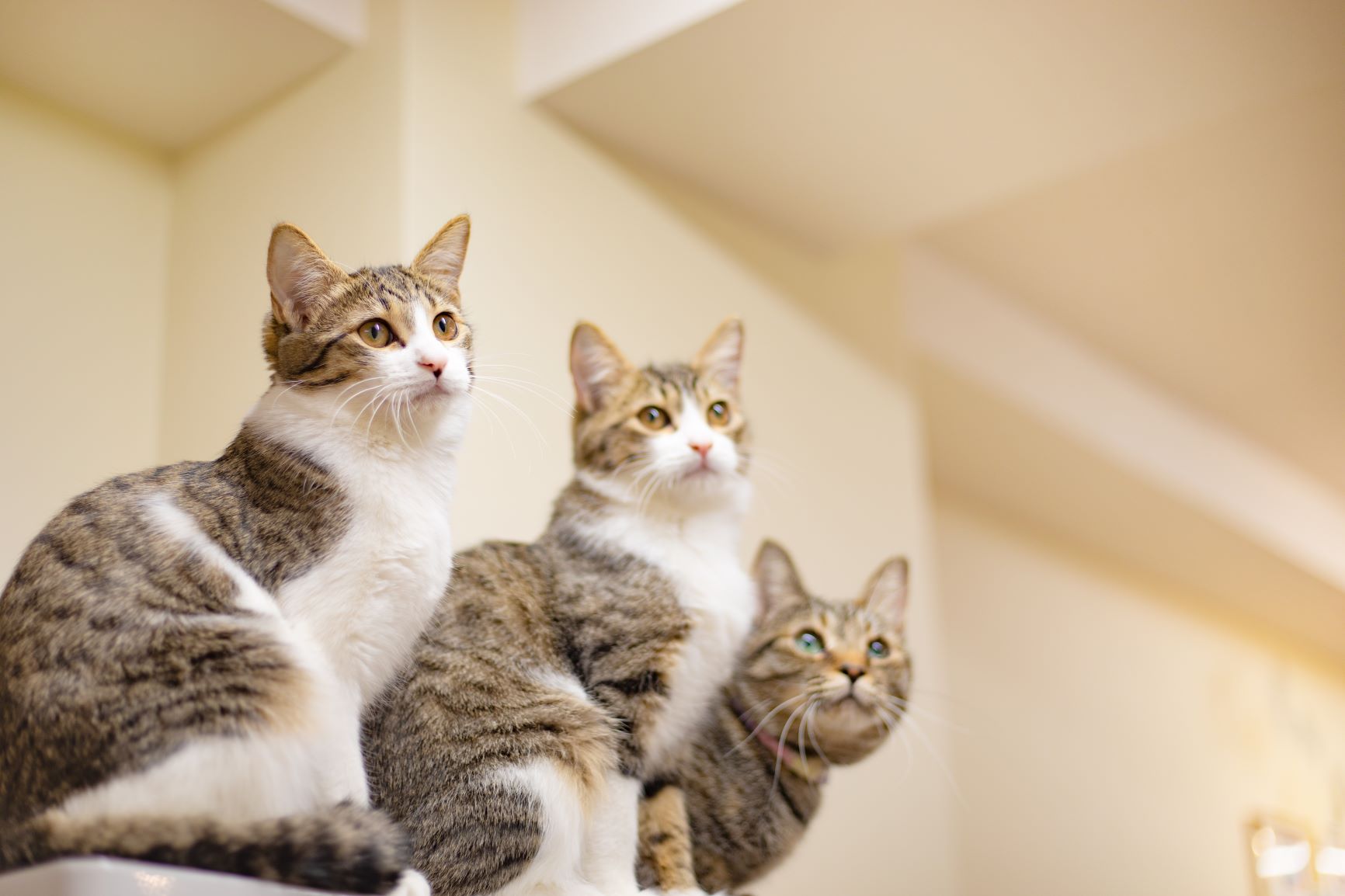 giardien-bei-katzen-symptome-behandlung-vorbeugung-zooplus