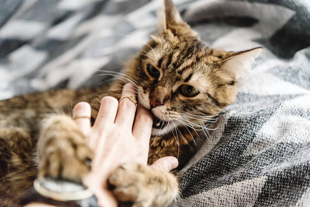 Katze Pinkelt überall Hin Nach Kastration