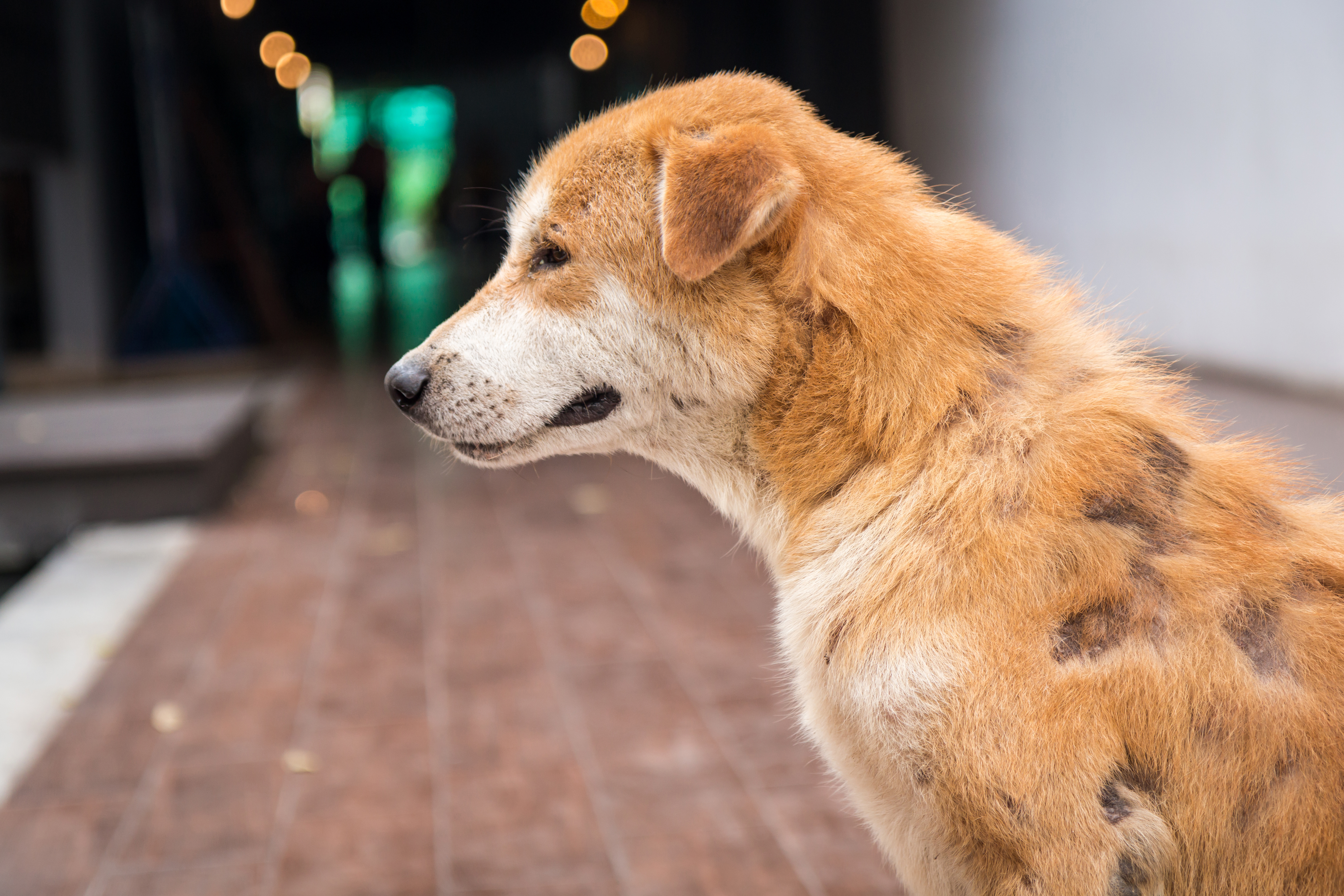 Atopische Dermatitis beim Hund
