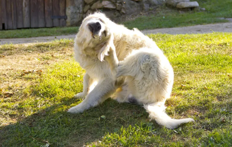 Golden Retriever mit Juckreiz