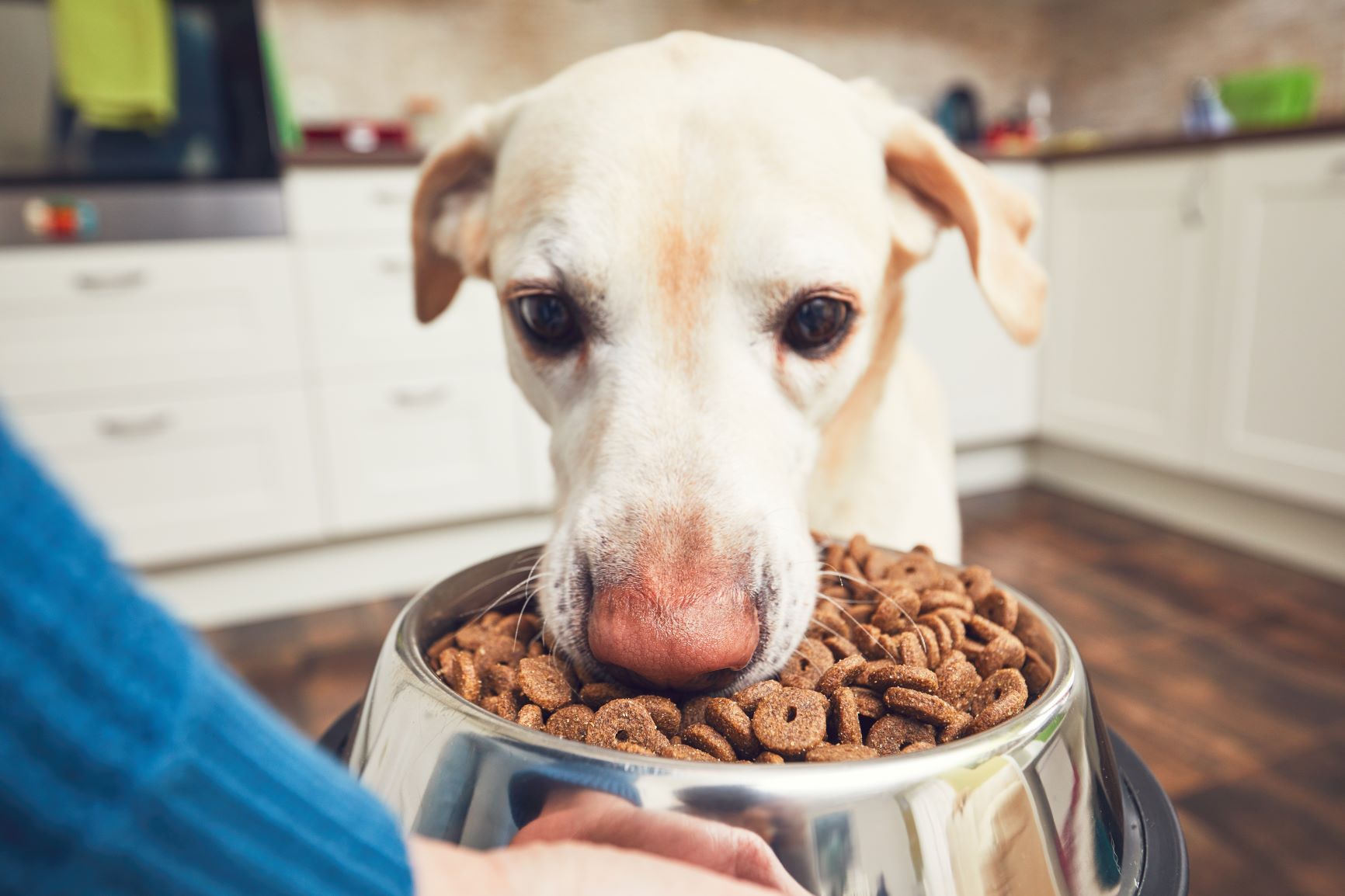 Hund frisst Diätfutter für Allergiker