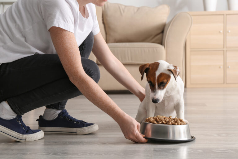 Hundeernährung bei Krankheiten