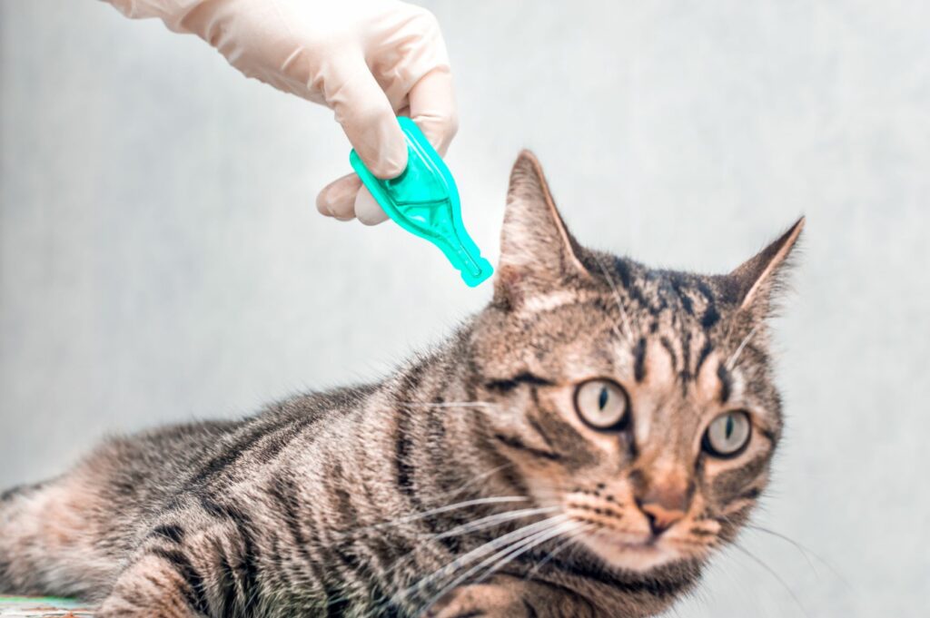 Milben bei Katzen Arten, Diagnose & Behandlung zooplus Magazin