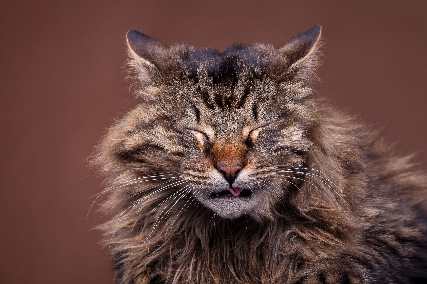 Katze Niest Und Rotzt