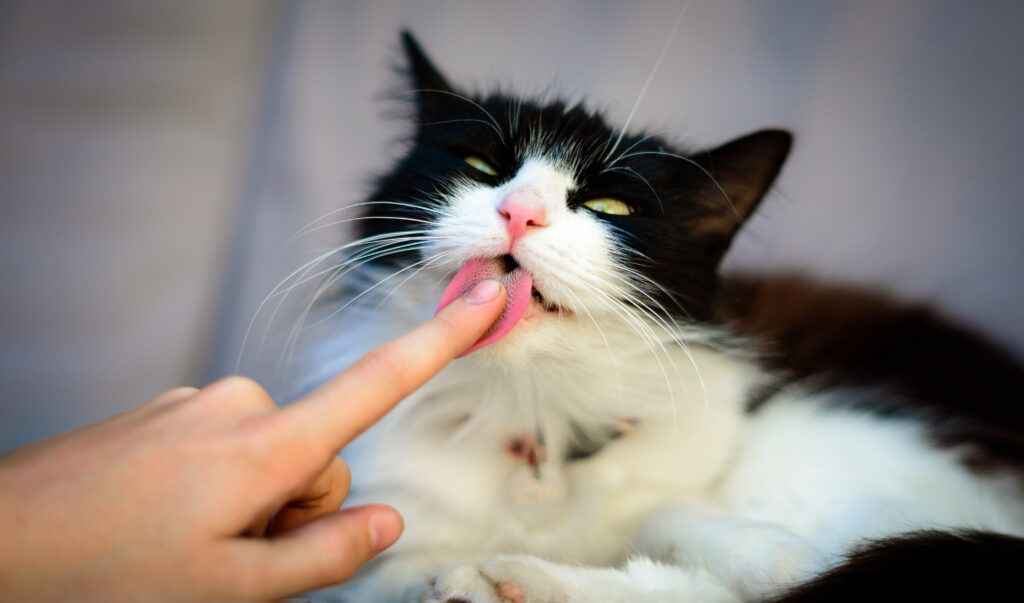 Katze Beißt Sich Das Fell Aus