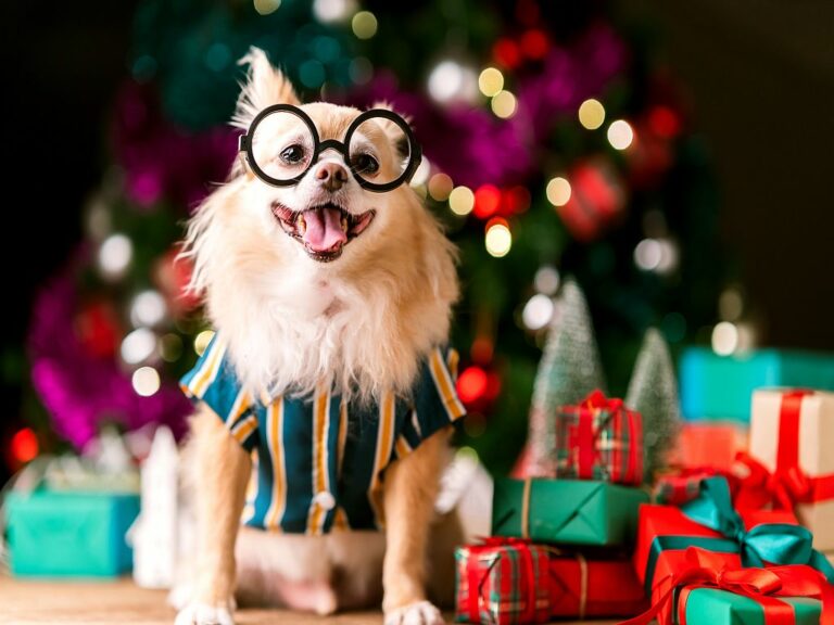 Weihnachtsgeschenke Ideen für Hunde Weihnachtsgeschenke Ideen für Hunde