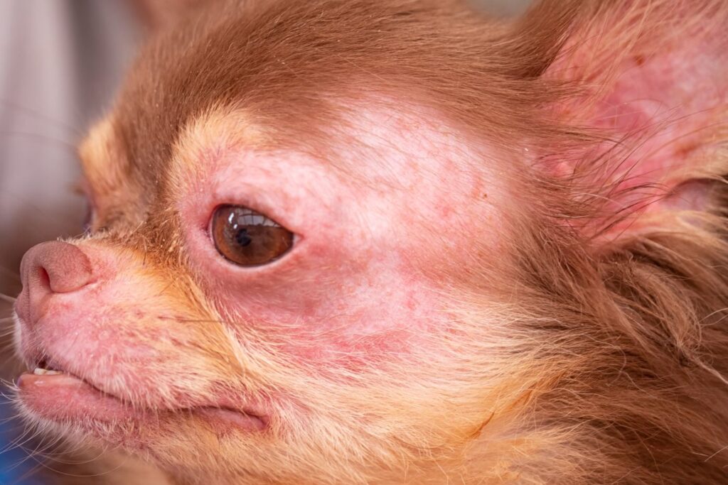 chihuahua hund mit atopischer dermatitis