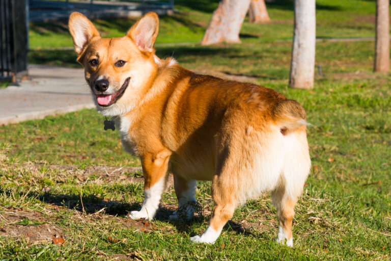 corgi mit Analdrüsenentzündung